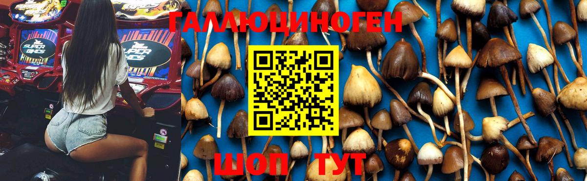 Псилоцибиновые грибы Cubensis Комсомольск-на-Амуре